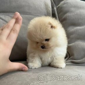 Pomeranian mini cream