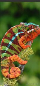 Chameleon Pardali najfarebnejši druh