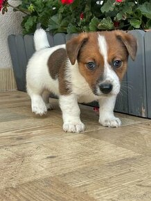 Jack russel terier