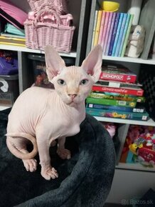 Kanadský sphynx kocúrik rezervovaný