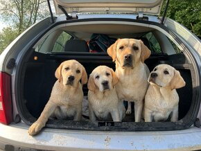 Labrador s PP, šteniatka Labradora