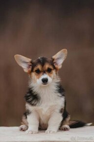 Welsh Corgi Pembroke