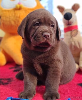 Labrador retriever -šteniatka s PP