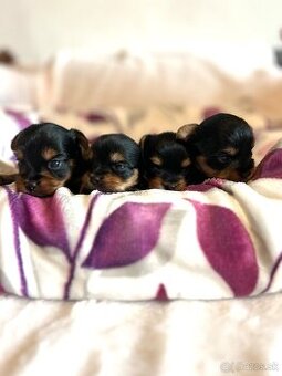 Yorkshire terrier, york