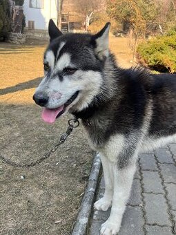 Sibrarky husky dobry je hludny