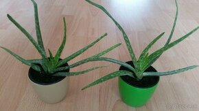 Darujem aloe vera