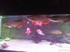 Red Tail Golden Arowana