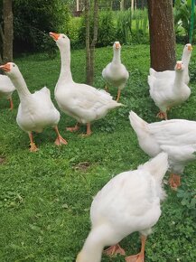 Slovenská biela hus, krúžkované, po vystavených rodičoch