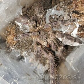 Poecilotheria sp. lowland subfusca 1.0 - 1