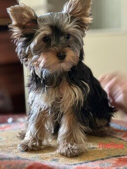 Yorkshire Terrier