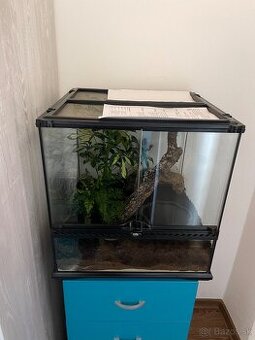 pagekon riasnaty + zariadene terarium