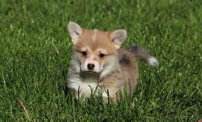 Welsh Corgi Pembroke - 1