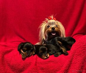 Yorkshire terrier, york - 1