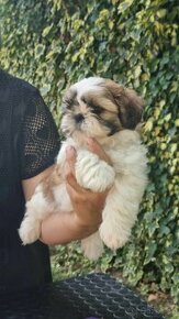 Shih-tzu s PP (shi-cu, shih tzu, shih-tzu, shi-cu, shi-tzu)