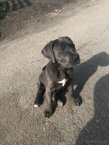 Cane corso modry