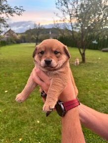 Shiba inu+labrador cierny mix