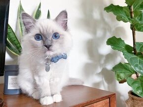 Očarujúce mačiatko Ragdoll na adopciu