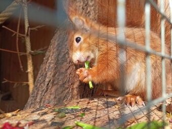 Veverička obyčajná / veverica stromová (Sciurus vulgaris - 1