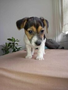 Jack russel, fenky - 1