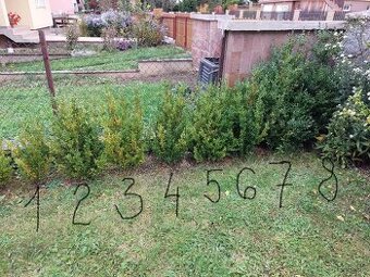 Buxus, Krušpán vždyzelený - 8 kusov