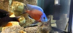 Copadichromis borleyi kadango red fin - 1