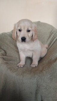 Golden Retriever, Zlatý retríver