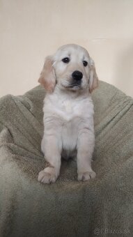 Golden Retriever, Zlatý retríver