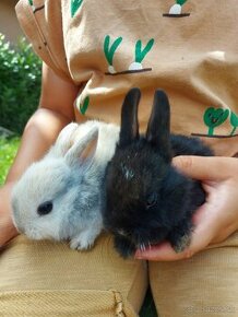 Zakrslý králik, zajačik