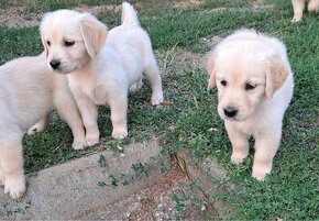 Zlatý retriever