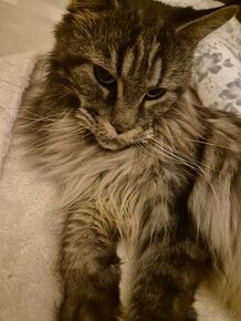 Mainecoon  hľadá domov