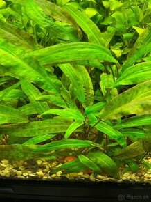 Rastliny cryptocoryne