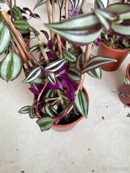 Predám izbové rastliny Tradescantia zebrina