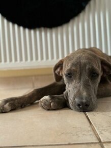 Cane Corso x Stafford