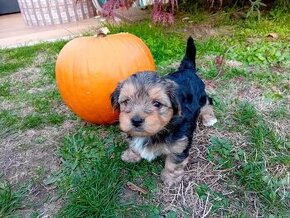 Šteniatko yorkie / yorkshirský teriér