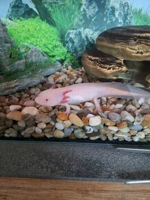 Predám  axolotl mexicky - 1