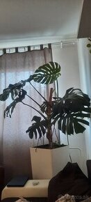 Monstera