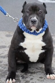 American bully XL s PP