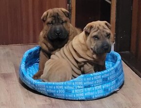 Shar-pei