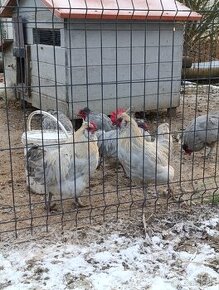 Kohut marans x araucana, projekt oliva