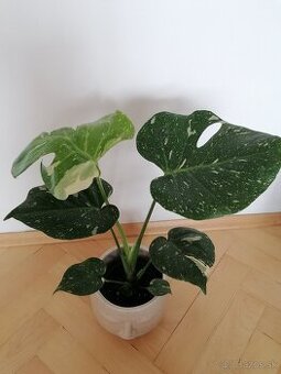 Monstera thai constalation