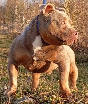 American bully pocket