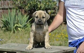 Cane Corso s PP FCI