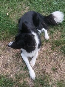 Border collie