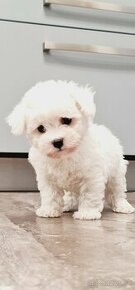 Maltipoo cavapoo Cockapoo