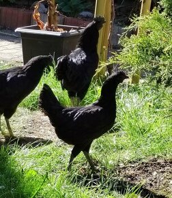 Ayam Cemani