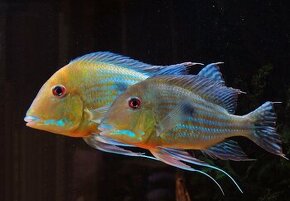 Kúpim geophagus altifrons