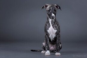 Whippet s PP FCI