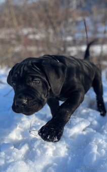 Cane Corso FCI Errant of North