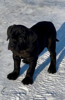 Cane Corso FCI Errant of North