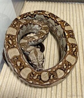 Boa Constrictor - Velhad Kralovsky